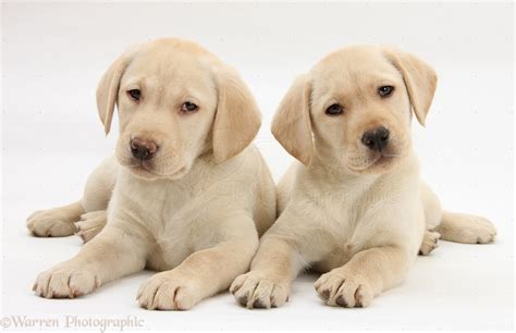 9 week old labrador puppy